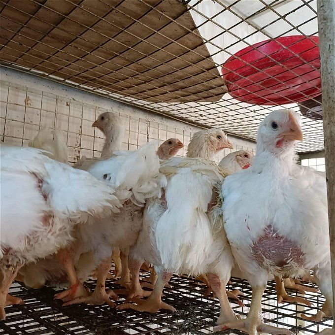 أخبار مصر | أسعار الدواجن والبيض اليوم الجمعة 29 ديسمبر 2023 .. مفاجأة لا تصدق عن الفرارجية