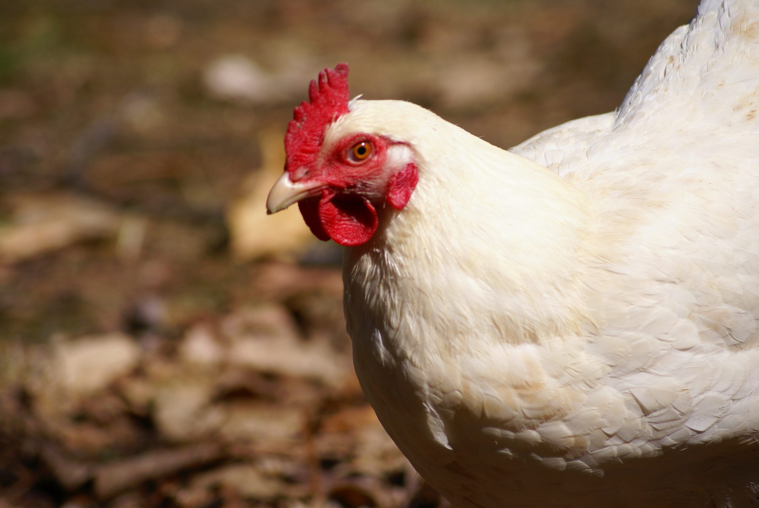 أسعار الفراخ اليوم