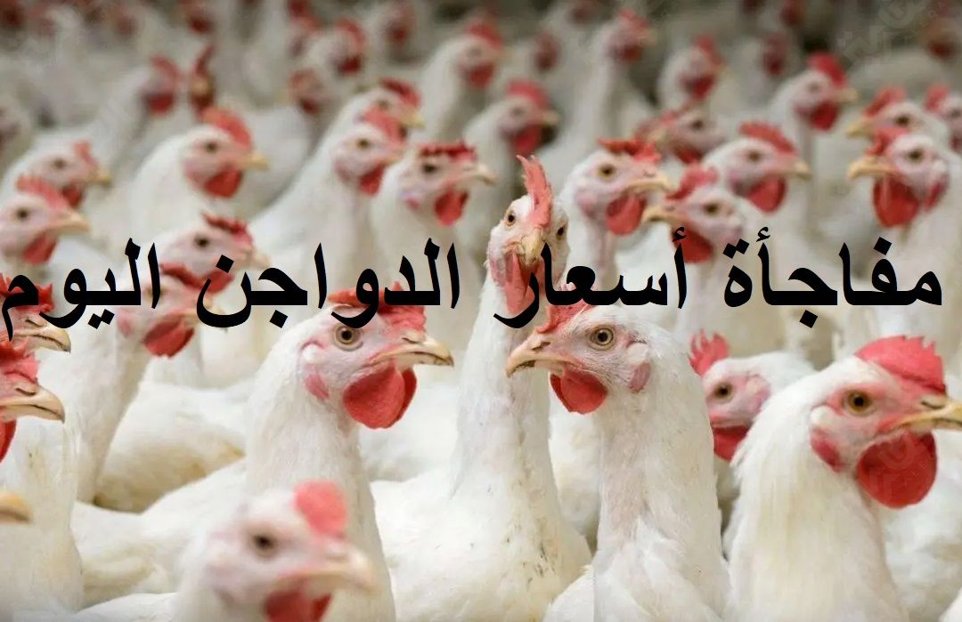 الفراخ مولعة.. مفاجأة صادمة من بورصة الدواجن اليوم 3 يناير 2024