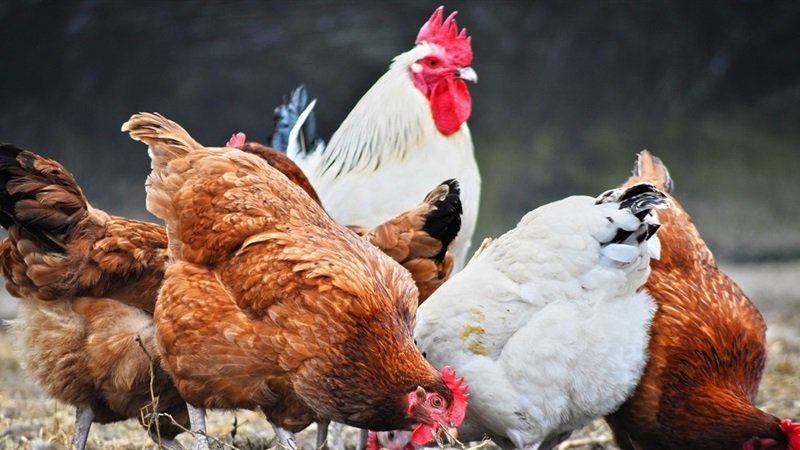 انخفاض أسعار الفراخ اليوم 14 يناير 2024.. شوف البانيه بكام