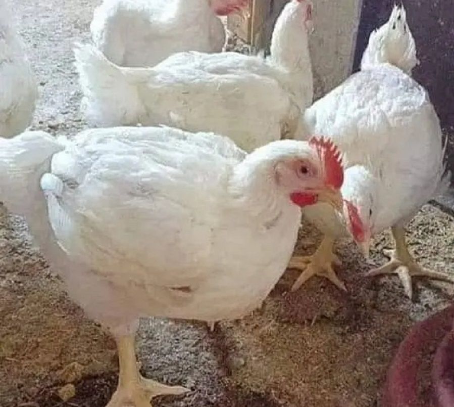 انخفاض أسعار الفراخ اليوم 14 يناير 2024.. شوف البانيه بكام