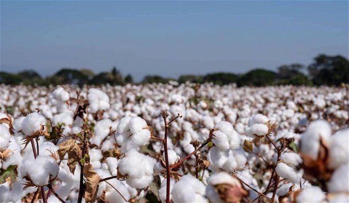 أخبار مصر | قفزة في سعر قنطار القطن اليوم الثلاثاء..«زاد 3 آلاف جنيه في القنطار الواحد»