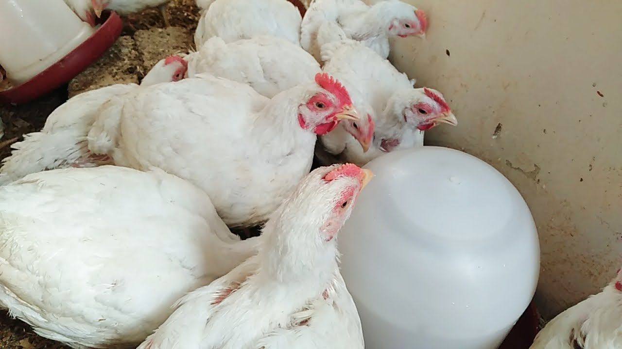 جنون أسعار الفراخ اليوم 1 فبراير.. صناعة الدواجن على شفا الانهيار