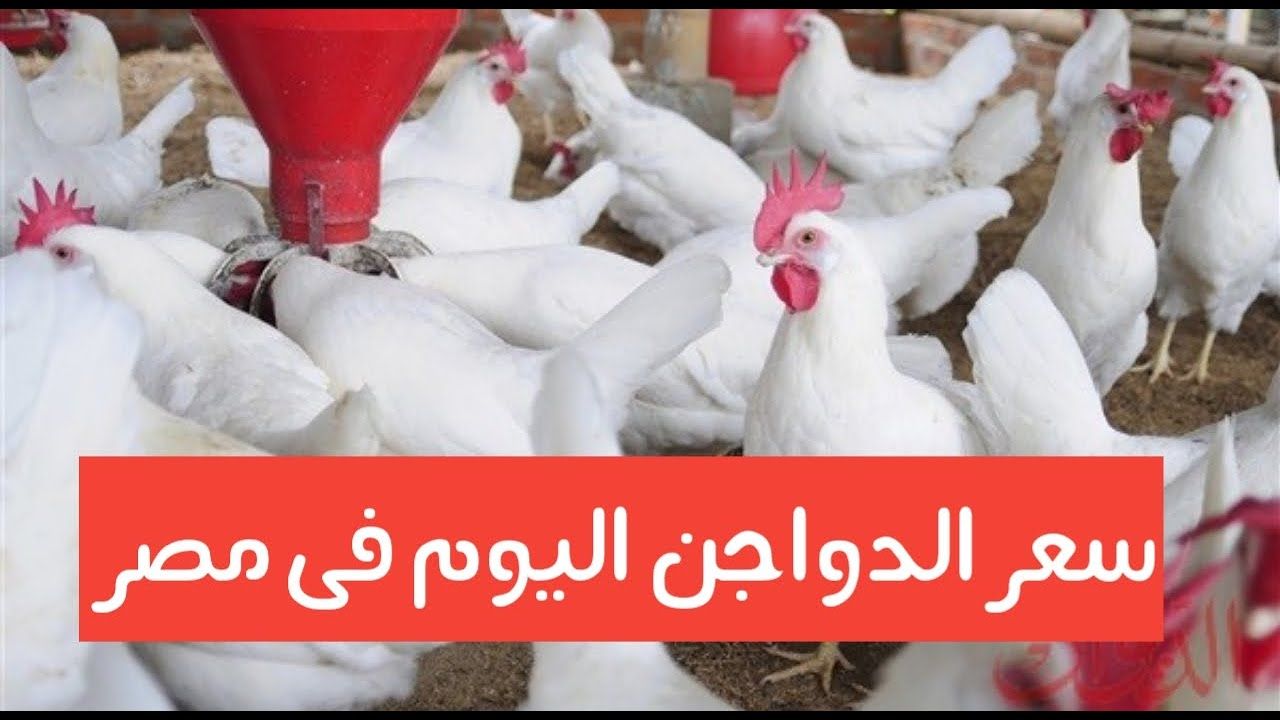 ربكة في أسعار الفراخ اليوم 8 فبراير.. والسبب نقص المعروض