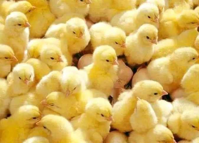 أخبار مصر | سعر الكتكوت اليوم الأربعاء 7 فبراير 2024.. أعرف البانية وصل لكام النهاردة؟