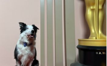 شاهد .. الكلب "ميسي" حاضراً في حفل غداء مرشحي الأوسكار .. بعد مشاركته في فيلم  "Anatomy of a Fall