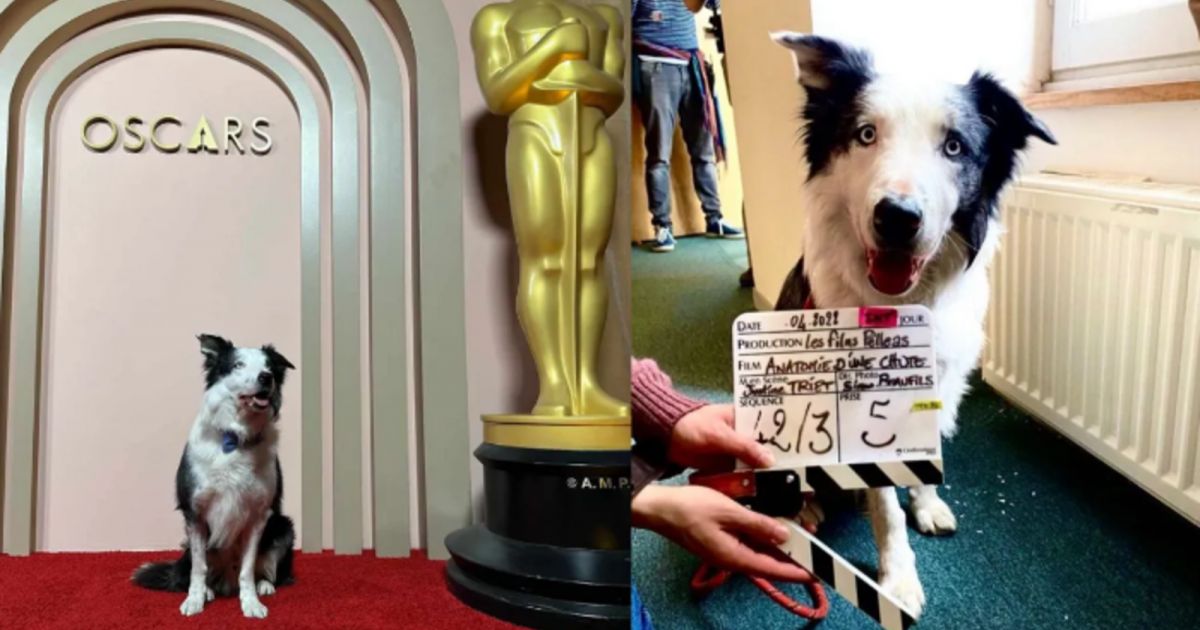 شاهد .. الكلب "ميسي" حاضراً في حفل غداء مرشحي الأوسكار .. بعد مشاركته في فيلم  "Anatomy of a Fall