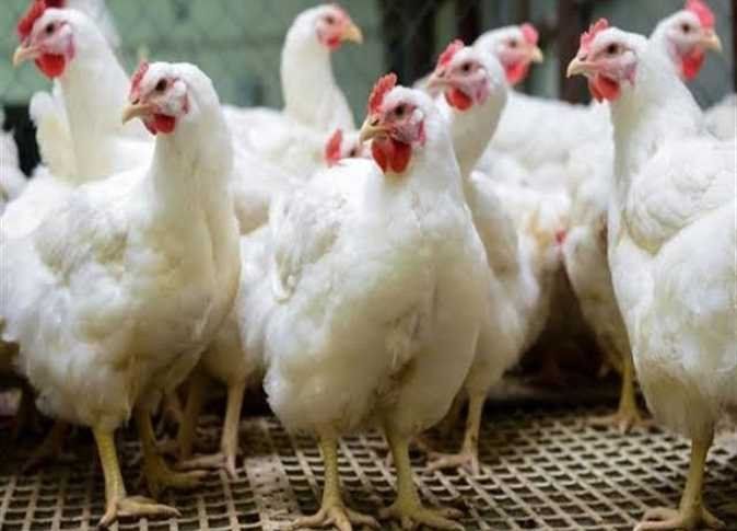 أخبار مصر | سعر الفراخ والبيض الآن.. مفاجأة في الأسعار خلال شهر رمضان