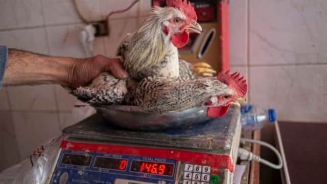 أخبار مصر | سعر الفراخ والبيض الآن.. مفاجأة في الأسعار خلال شهر رمضان