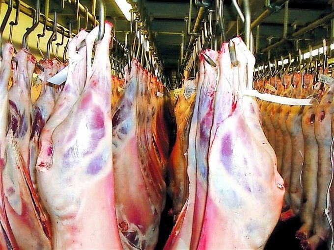 أخبار مصر | سعر كيلو اللحمة اليوم الجمعة 16 فبراير 2024 في السوق المحلي.. «بكام النهاردة؟»