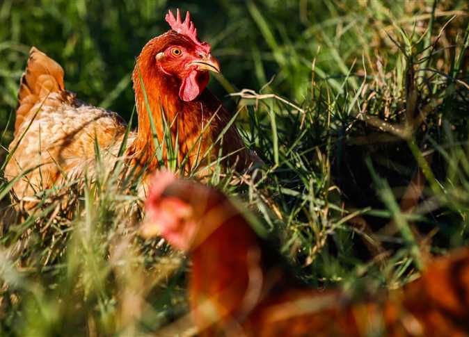 أسعار الفراخ اليوم 22 فبراير “ركبت الزحليقة”.. والجاي مكمل نزول