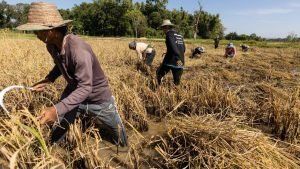 أخبار مصر |  سعر الأرز اليوم الأحد 25 فبراير 2024 .. فرحة لا توصف النهاردة بالأسواق شوف بكام