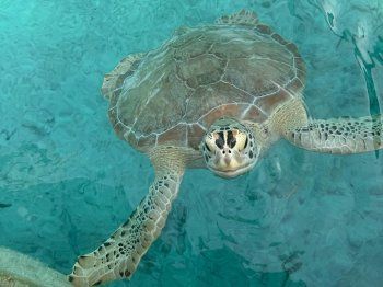 شاهد .. هايلي بيبر تستمتع بوقتها على شاطئ البحر بمايوه أحمر