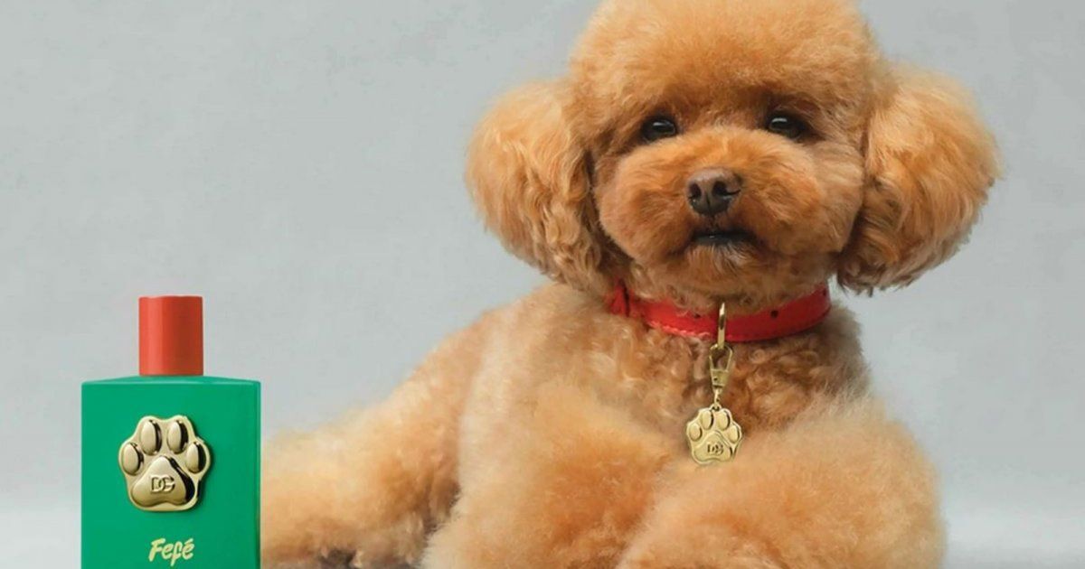 شاهد .. "دولتشي آند غابانا" تطلق عطراً باهظ الثمن للكلاب وهذا سعره