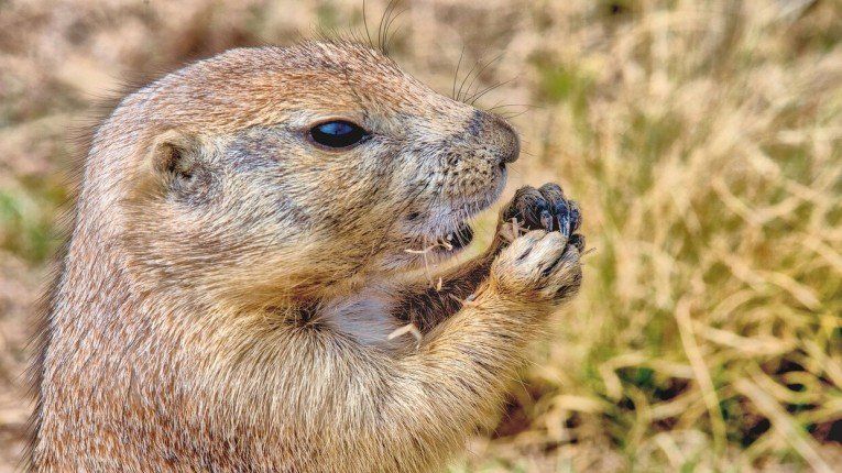 اكتشاف غير مسبوق.. "السناجب آكلة للحوم!"