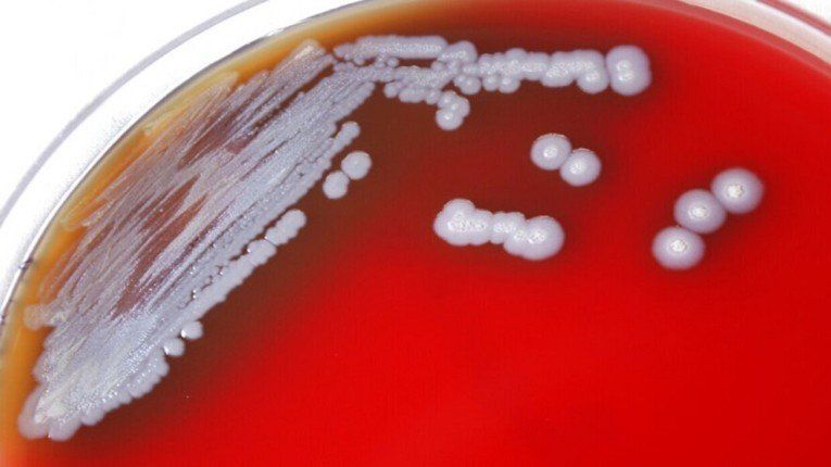 حائز على "نوبل" يحذر من بكتيريا تهدد الحياة على الأرض