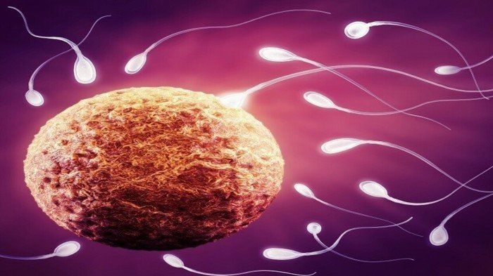 بريطانيا تخطط لزراعة الخلايا الجنسية في المختبرات