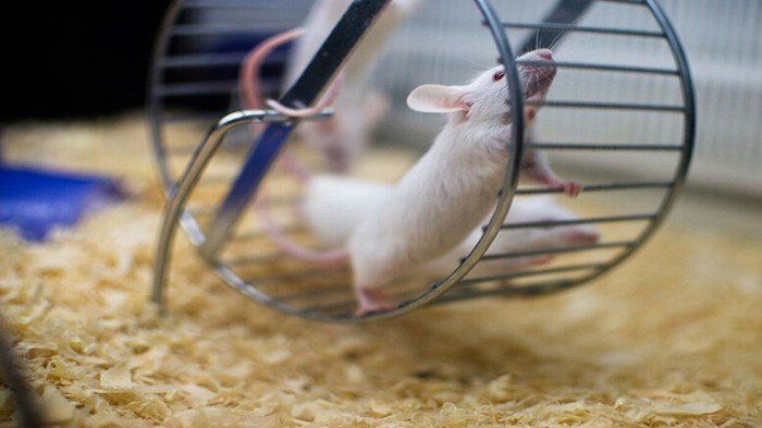 ثورة علمية.. علماء صينيون يحققون طفرة في التكنولوجيا الإنجابية