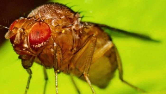 اكتشاف علمي مذهل.. علماء ألمان يفكّون شفرة إنتاج الإنسولين عبر ذبابة الفاكهة