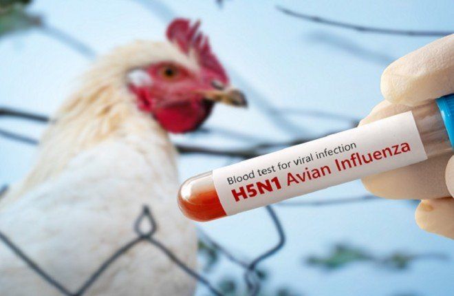 طبيب يحذر: تهديد إنفلونزا الطيور للبشر لا يزال قائماً