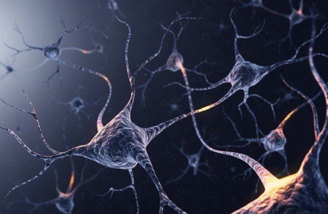 اكتشاف بروتين يساهم في تنظيم استهلاك الطعام داخل الدماغ