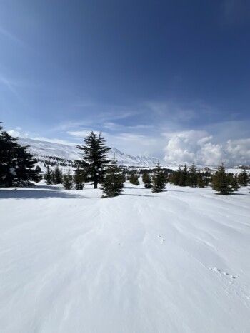 شاهد .. بياريت قطريب تمضي وقتها في أرز لبنان وتنشر هذه الصور الرائعة