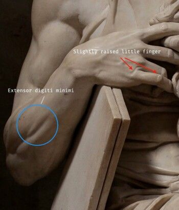 شاهد .. بالصور- بين الفن و علم الإنسان.. مايكل أنجلو أعاد الرخام إلى الحياة بتفاصيله