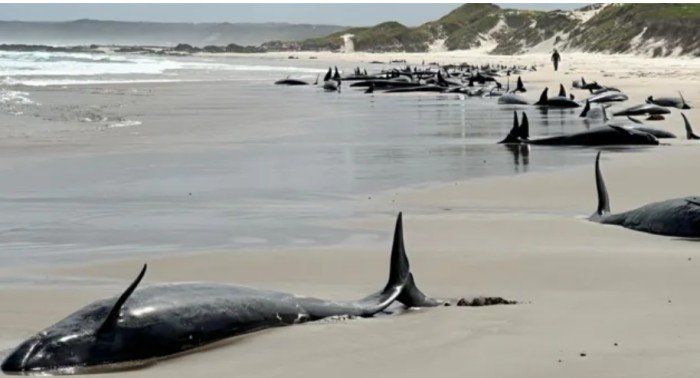 أستراليا تواجه مأساة جنوح جماعي للحيتان بقرار القتل الرحيم