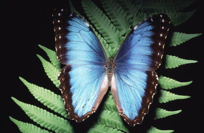 تقنية ثورية لتشخيص أمراض السرطان مستوحاة من الفراشة