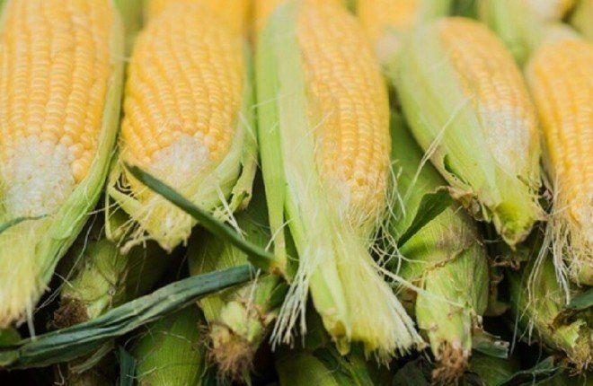 علماء روس يرفعون إنتاجية الذرة باستخدام البكتيريا.. زيادة تصل إلى 30%