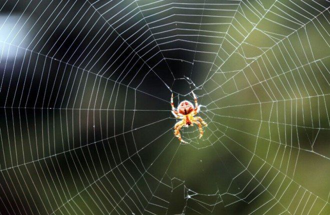 العناكب تلهم العلماء.. كشف السر وراء القوة الخارقة لخيوط العنكبوت