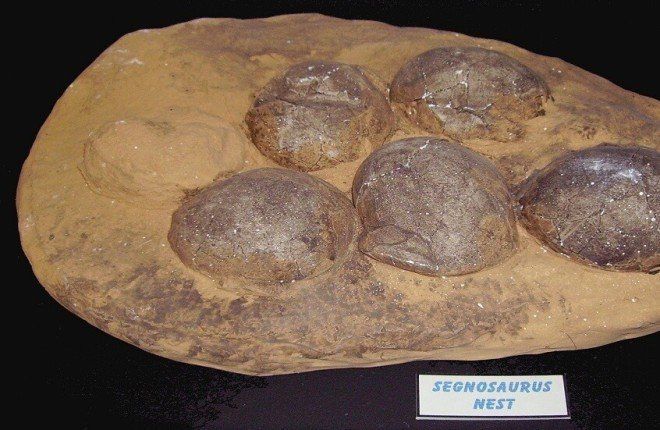 اكتشاف مذهل في الصين: ديناصورات ببيض جلدي وصغار تتحرك على أربع أرجل