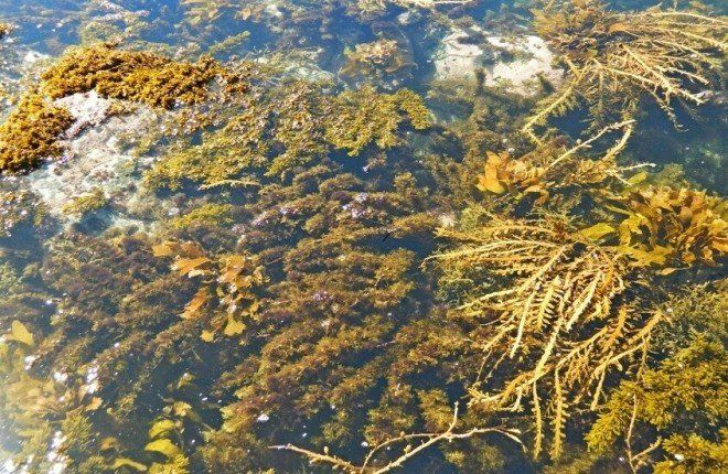 ابتكار بطاريات تعتمد على الطحالب البحرية كمصدر للطاقة