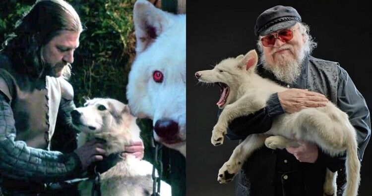 شاهد .. بعد ان كان شخصية اساسية في سلسلته Game of Thrones.. جورج ر. ر. مارتن يستقبل الذئاب الرهيبة