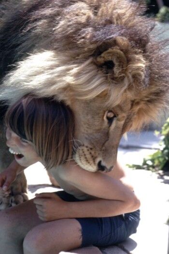 شاهد .. ممثلة أقامت في منزلها مع أسد ضخم كان ينام في سرير إبنتها