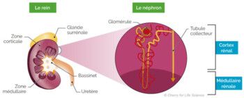 شاهد .. ما هو مرض "Berger " النادر الذي خطف نجم الراب التونسي " كافون " في عز عطائه ؟