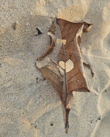 شاهد .. ميريام فارس تقضي وقت ممتعاً بملابس السباحة على الشاطئ