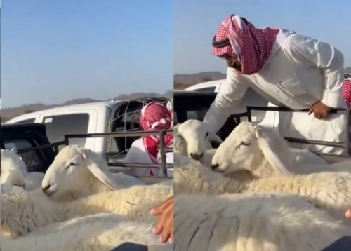 انهيار تاريخي وغير مسبوق لأسعار الأضاحي في السعودية.. سعر الأضحية في هذا السوق أقل من 1200 ريال