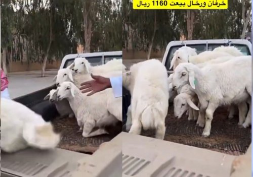 أسعار المواشي بالقصيم تنهار بشكل كبير.. شاهد كم وصل مزاد علني على أكبر خروف