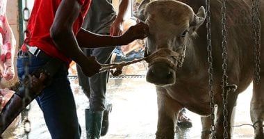 ما هي الشروط الواجبة على المُضحي؟.. داعية إسلامى يجيب