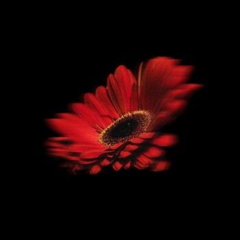 شاهد .. مايا دياب تستبدل صورتها الشخصية بـ "وردة" .. ورسالة غامضة في فيديو صامت