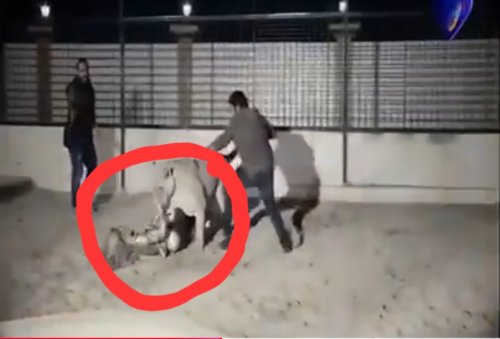 المقلب تحول إلى حقيقة.. أسد يهاجم فنانة عربية مشهورة وعندما أوشك على التهامها حدثت المعجزة (شاهد الفيديو)