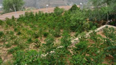 اتفرج – إطلاق مبادرة لتعزيز التنمية الزراعية والسياحة البيئية في عسير