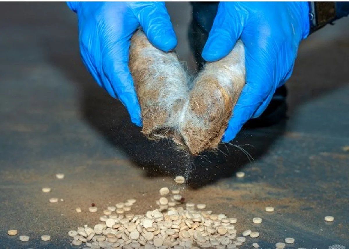 اتفرج – إحباط تهريب أكثر من 400 ألف حبة من الإمفيتامين المخدر في منفذ الحديثة