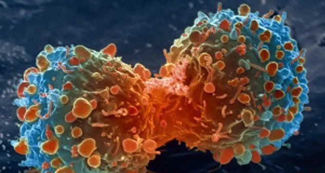 باحثون أمريكيون ينجحون في إنتاج خلايا طبيعية معدلة جينيا لمكافحة السرطان