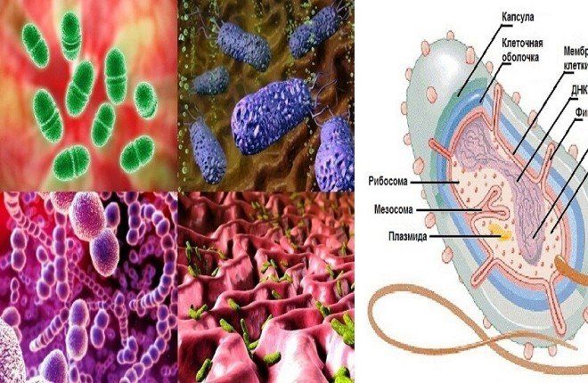 علماء روس يكشفون سر بكتيريا بدائية ساهمت في نشوء الغلاف الجوي للأرض