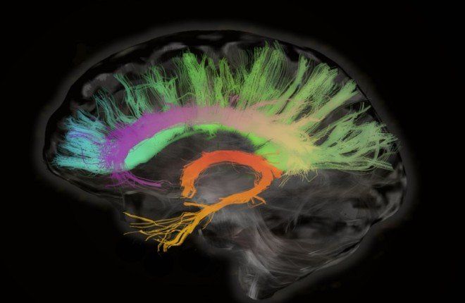 ثورة علمية تكشف أسرار الذاكرة.. آليات جديدة قد تعيد الشباب للدماغ!