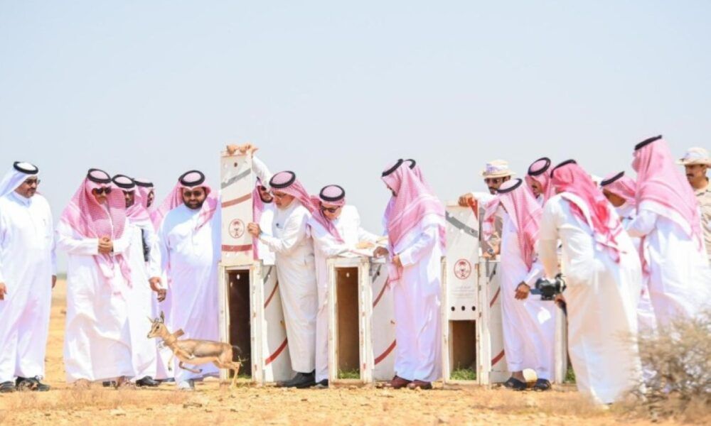 إطلاق ظباء الأدمي في محمية جزر فرسان بجازان