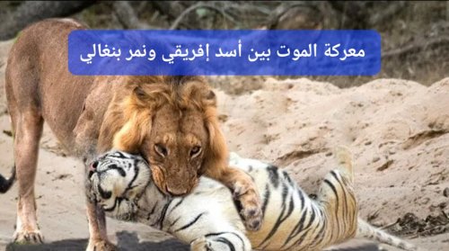 سبحان الله.. أسد إفريقي حاول العبث مع نمر بنغالي فحدث مالم يكن في الحسبان (فيديو)