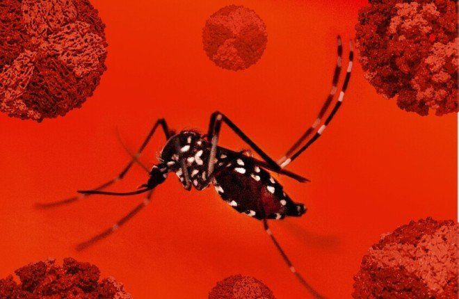 اكتشاف علمي في سنغافورة يمهد لوقف انتشار فيروسات حمى "شيكونغونيا"